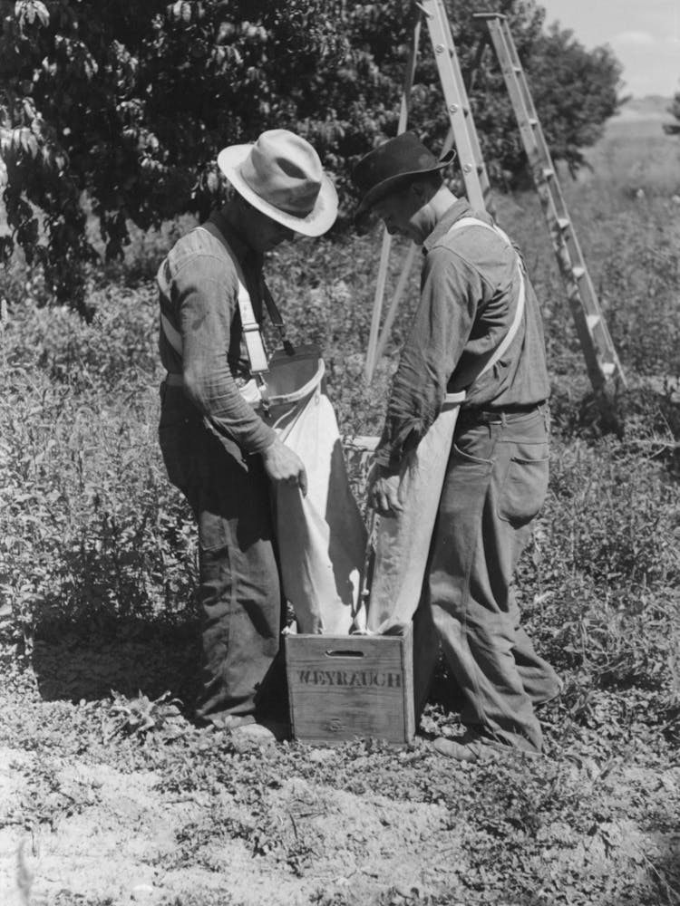 Fruit Pickers Emptying Sacks Of Peaches Into A Crate, Delta County, Colorado By Russell Lee