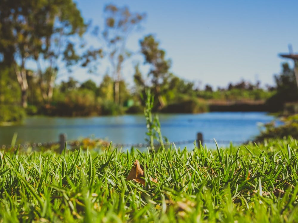 Closeup Of Green Grass In Park With Blurry Background Of A Pond And Trees 1