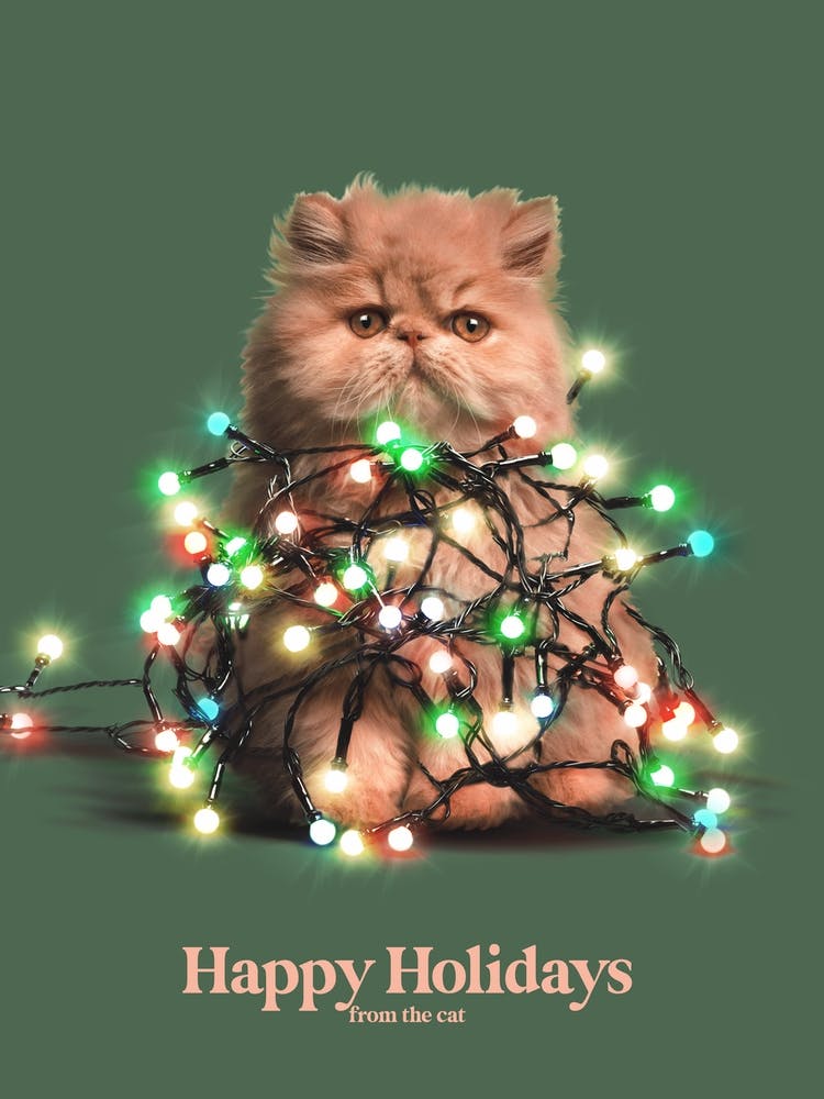 Happy Holidays From The Cat