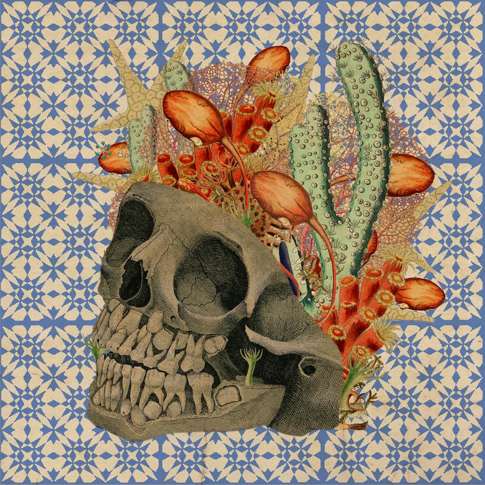 Coral Skull6