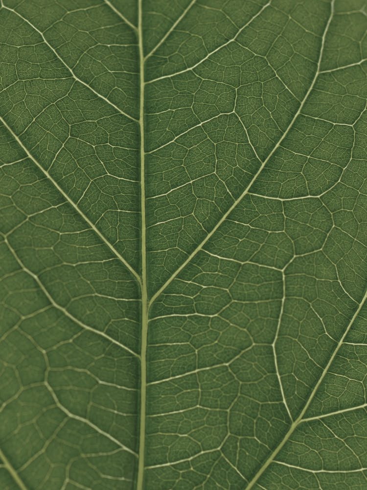 Green Hibiscus Leaf Look Real Close
