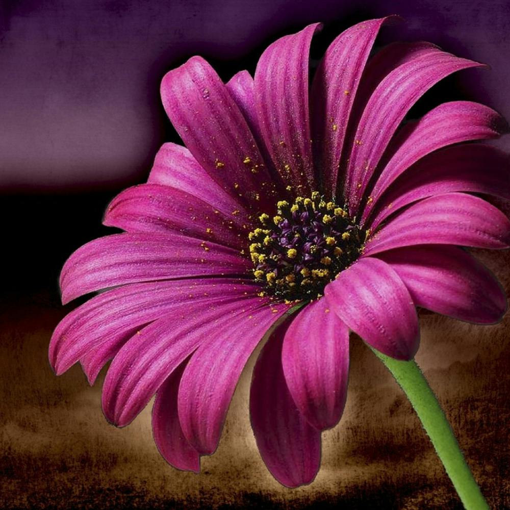 Purple Daisy