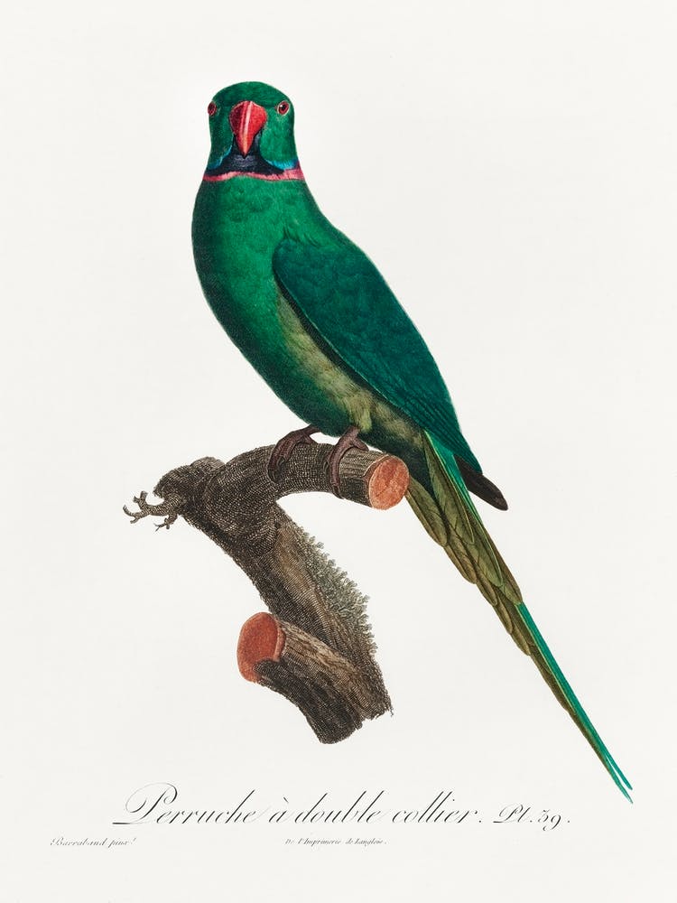 The Rose Ringed Parakeet From Natural History Of Parrots, Francois Levaillant 1