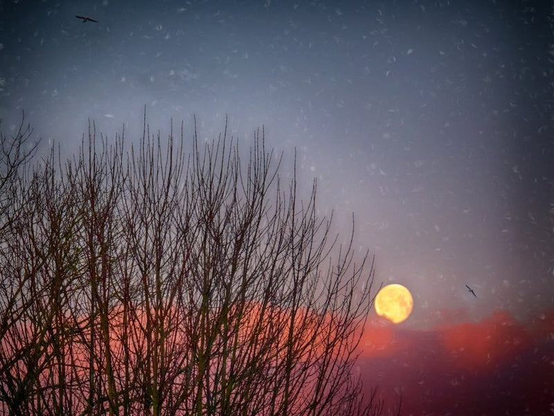 Moonlit Winters Morning