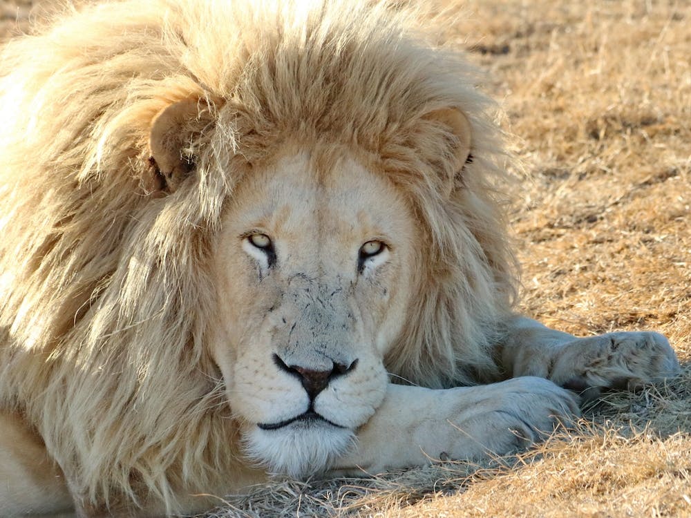 White Lion Male II