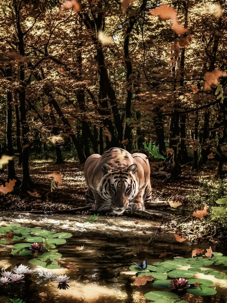 Tiger and Butterfly Beauty Looking At Each Other