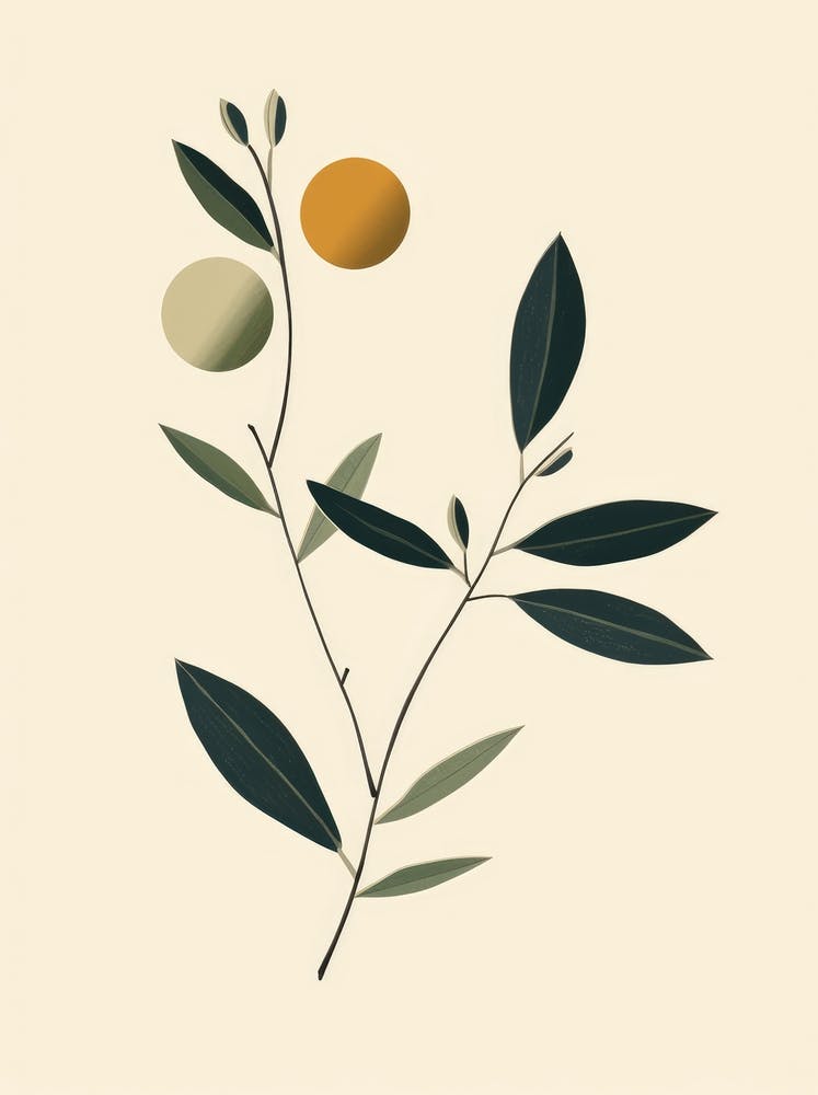 Olive Branch