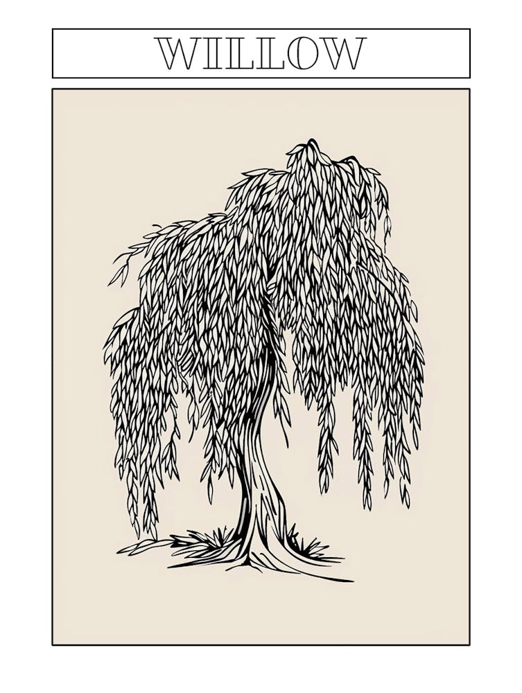 Willow Tree Minimalistic Drawing 1 Poster