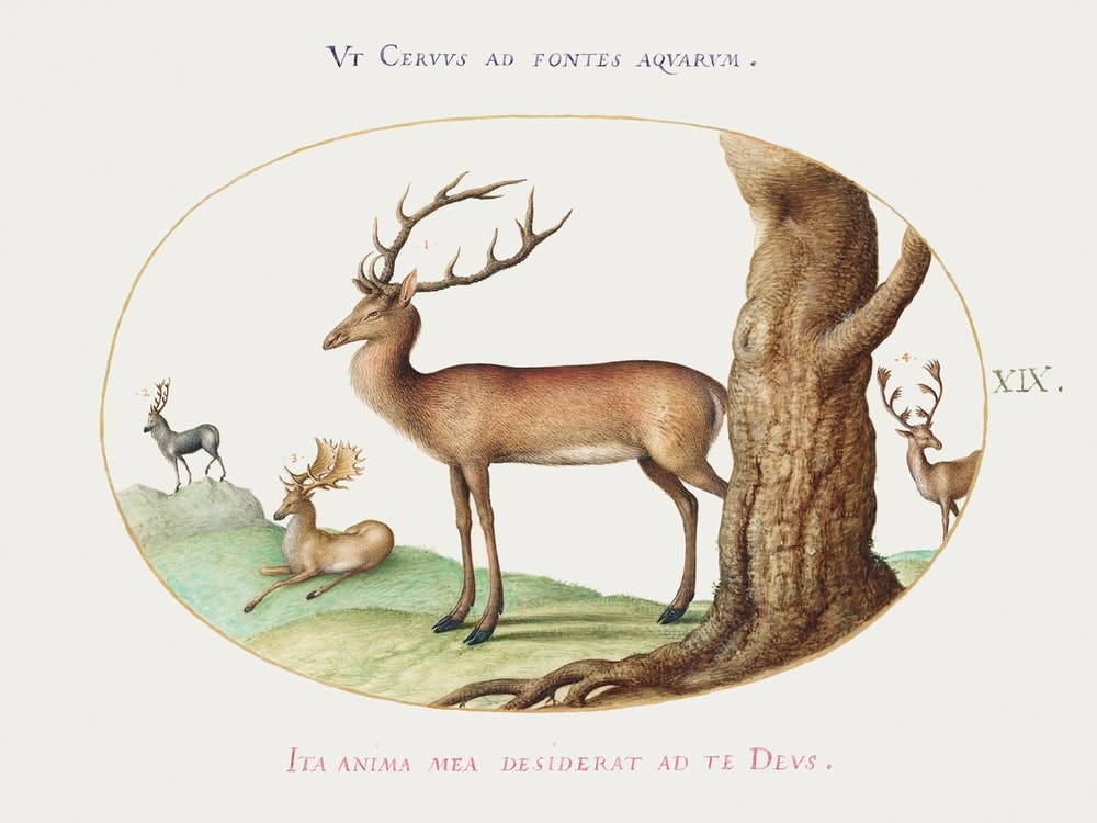 Four Types Of Stags (1575–1580), Joris Hoefnagel