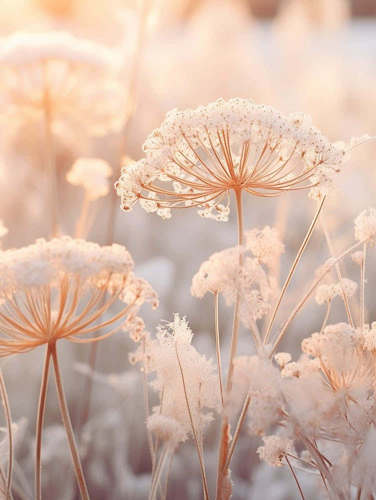 Frosty Botanical Queen Annes Lace 1