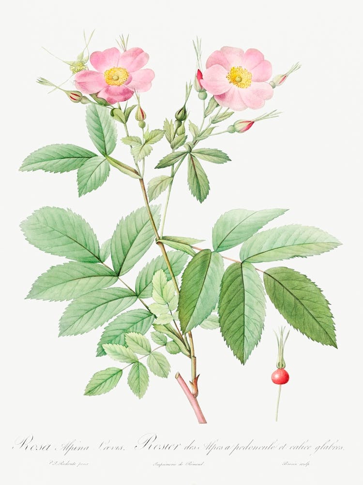 Alpine Rose, Pierre Joseph Redoute 2