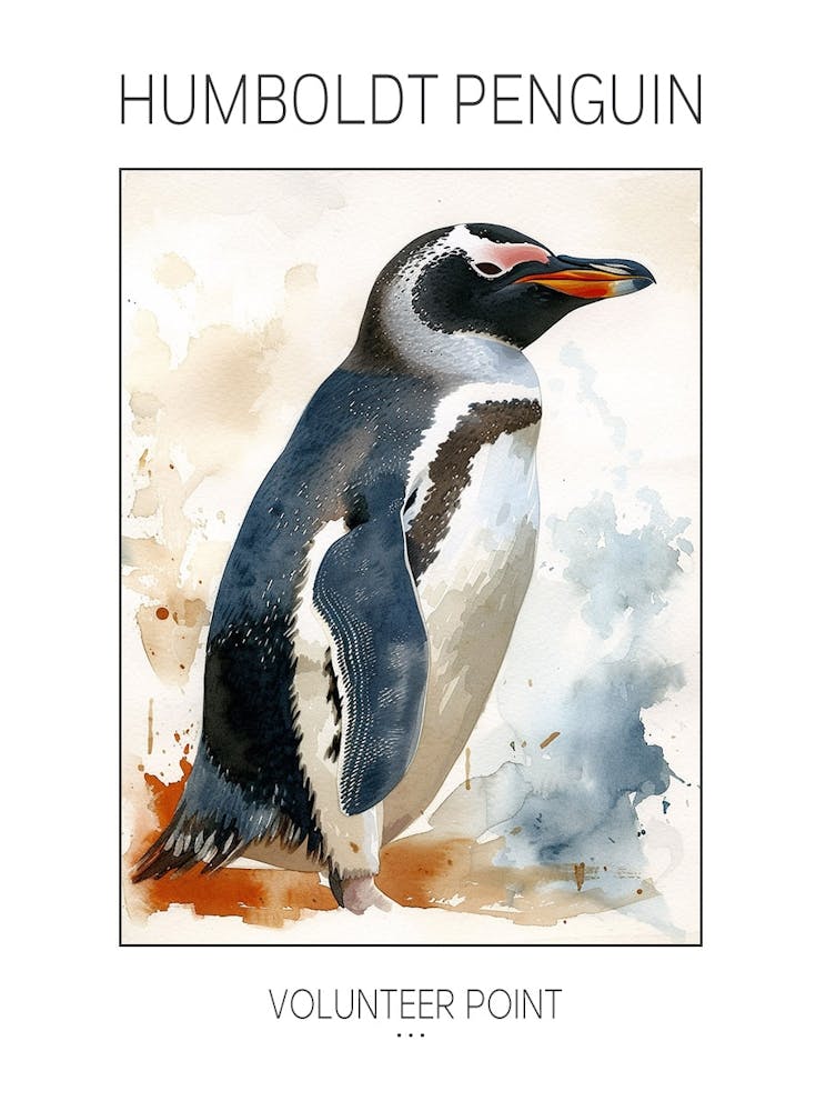 Humboldt Penguin Volunteer Point Watercolour Painting 3 Poster