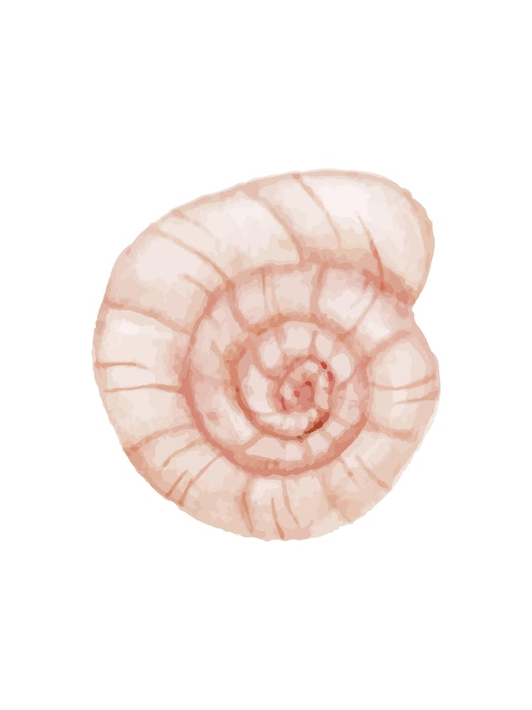 Pink Seashell 3