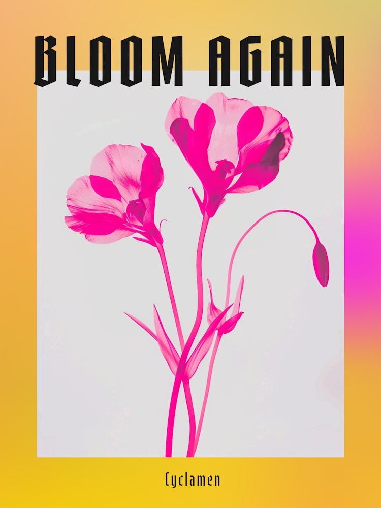 Hot Pink Cyclamen 2 Poster