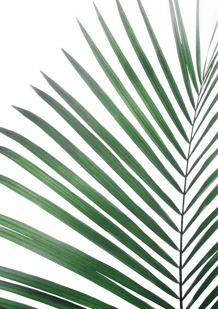 Palm Leaf Green
