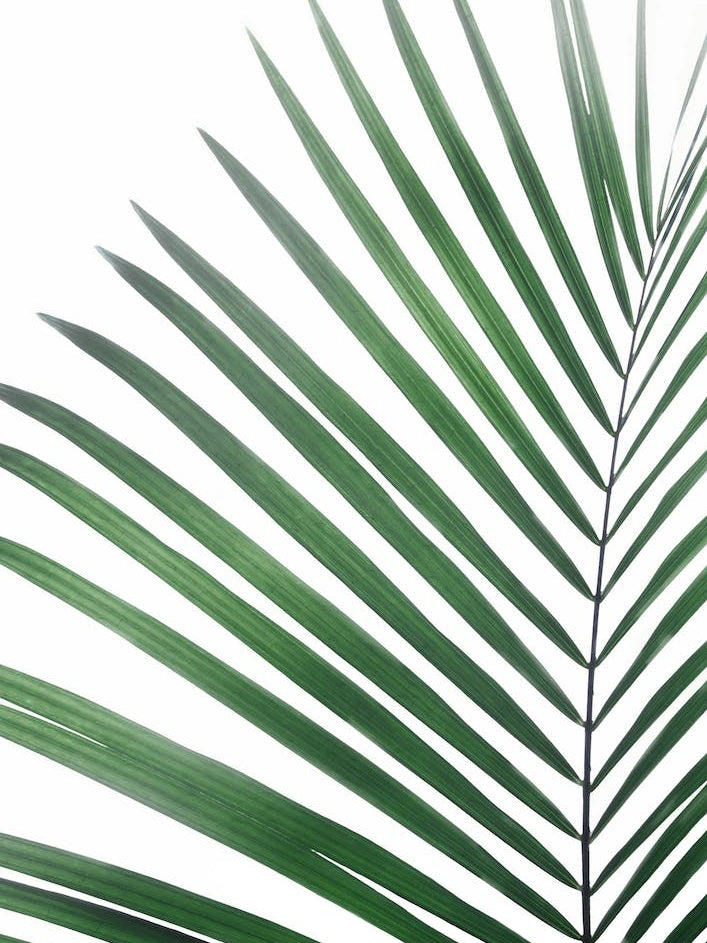 Palm Leaf Green