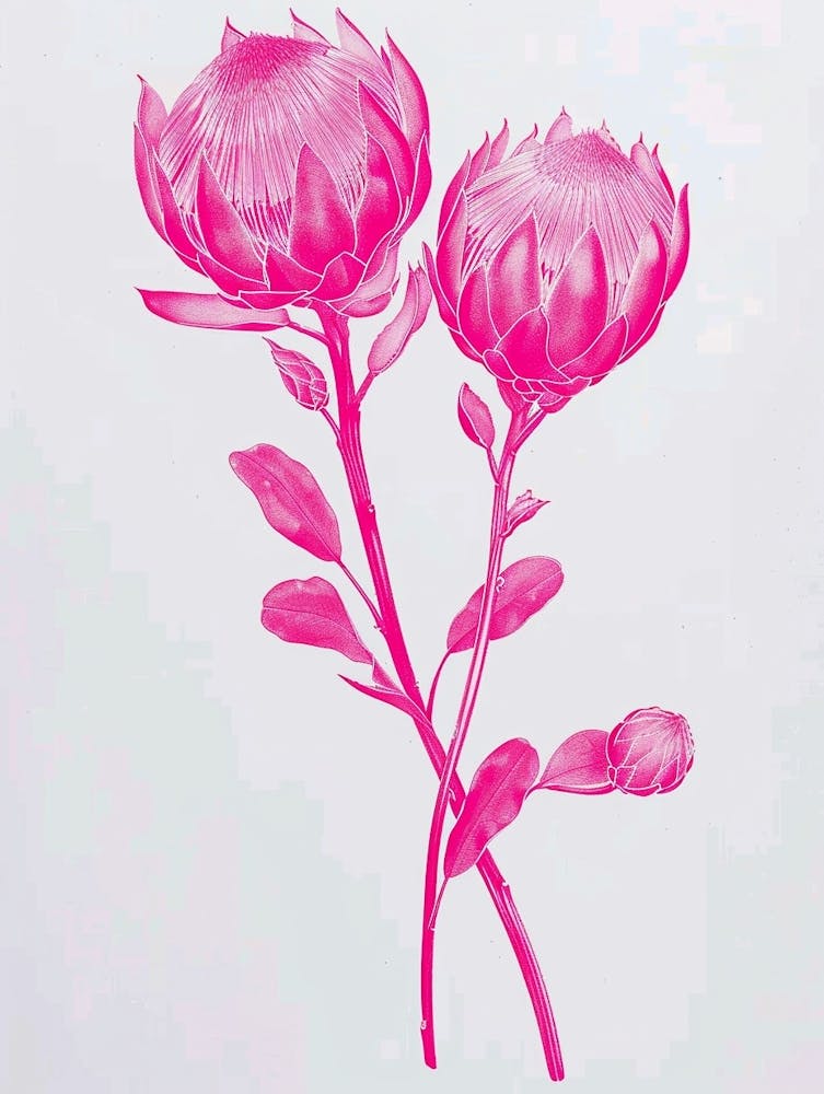 Hot Pink Protea 3