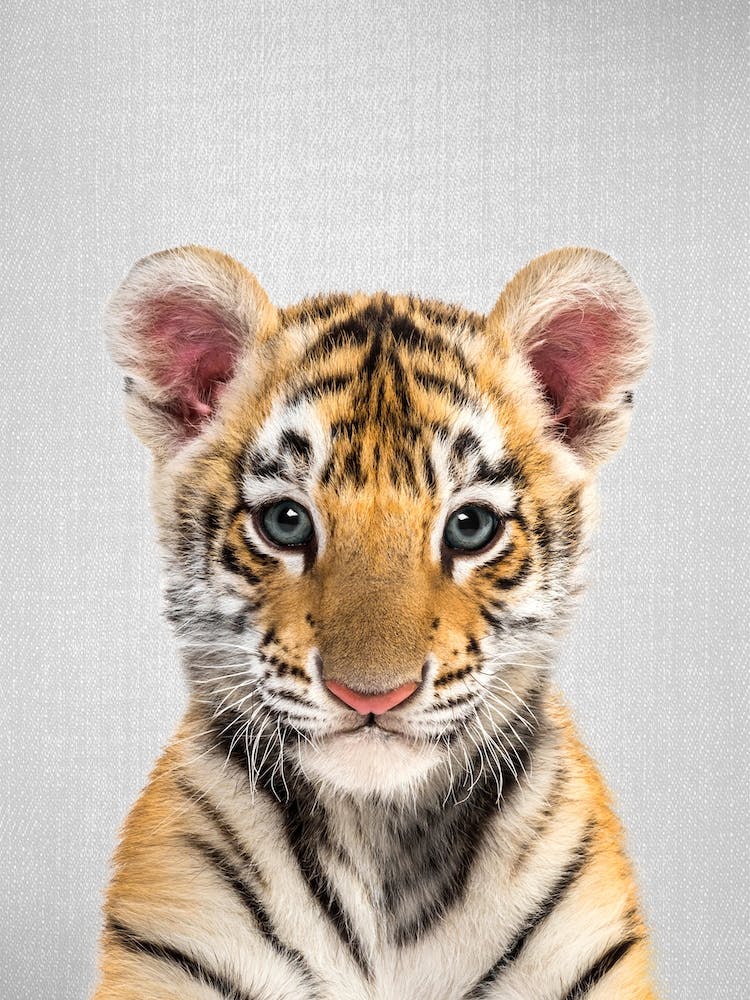 Baby Tiger