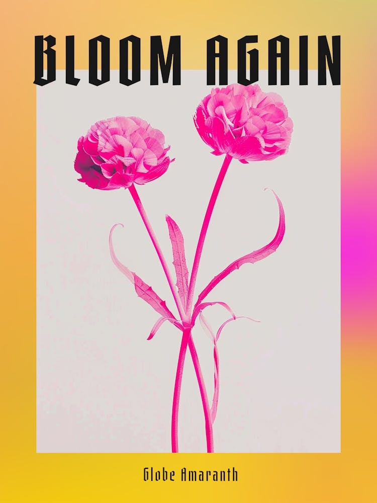 Hot Pink Globe Amaranth Poster