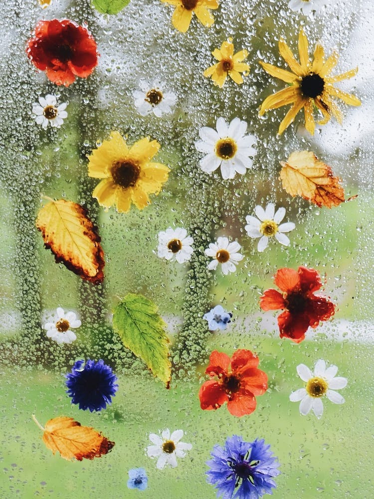 Rainy Day Flowers