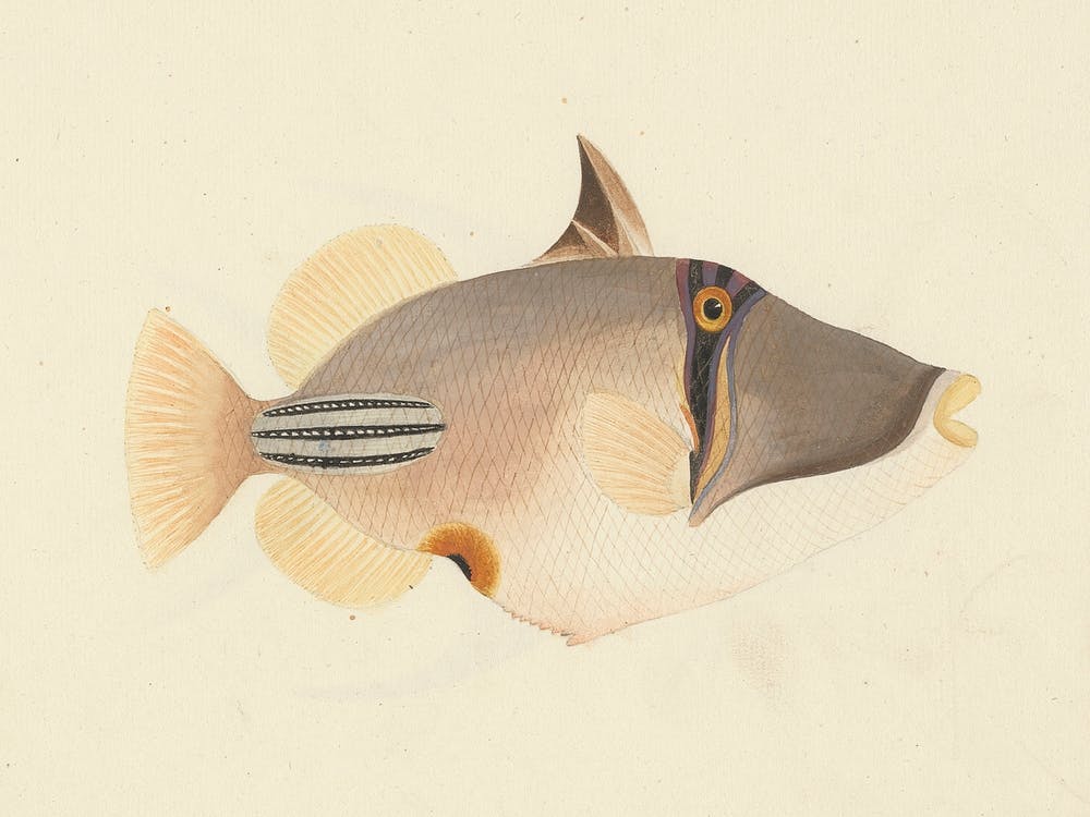 Unidentified Fish, Luigi Balugani (13)
