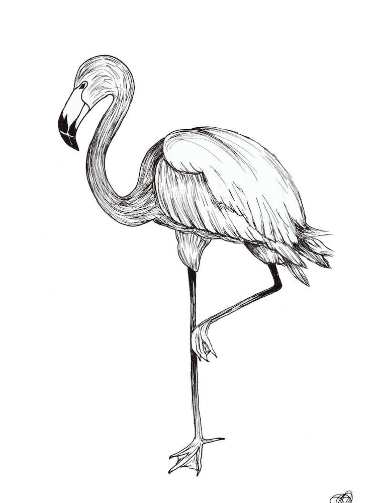 Black and White Flamingo