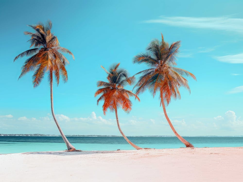 Three Palm Trees On The Beach