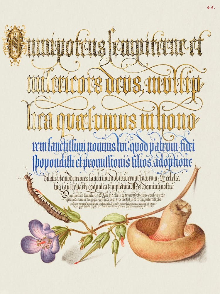 Centipede, Wood Cranesbill, And Mushroom From Mira Calligraphiae Monumenta, Joris Hoefnagel