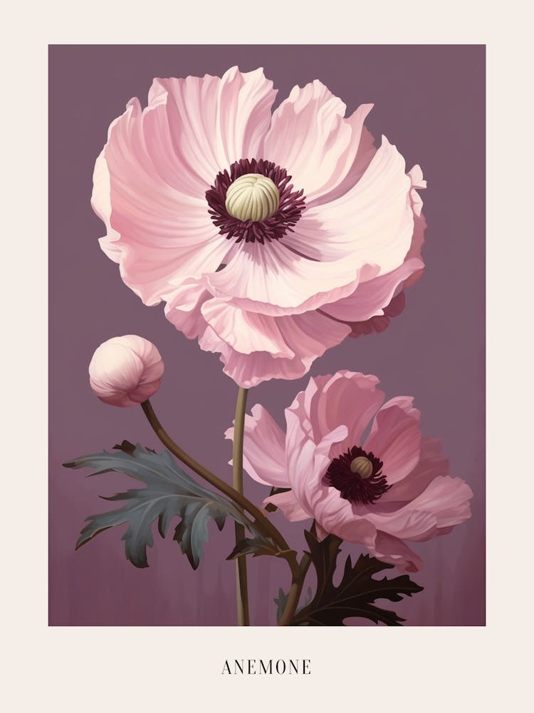 Floral Illustration Anemone 1 Poster