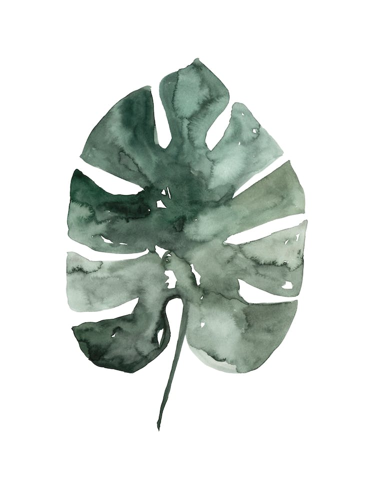 Botanical Illustration Monstera Leaf