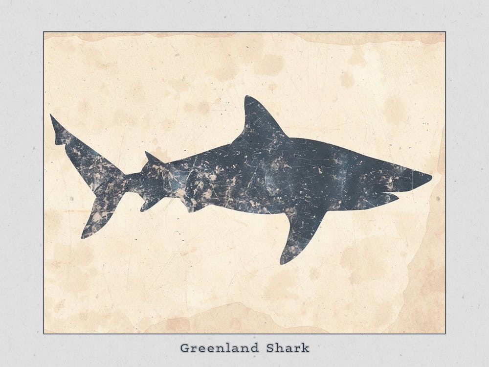 Greenland Shark Silhouette 1 Poster