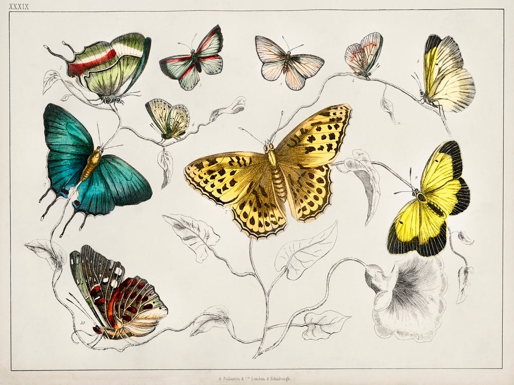 Collection Of Various Butterflies, Oliver Goldsmith