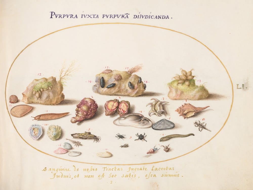 Animalia Aqvatilia Et Cochiliata, Joris Hoefnagel (3)