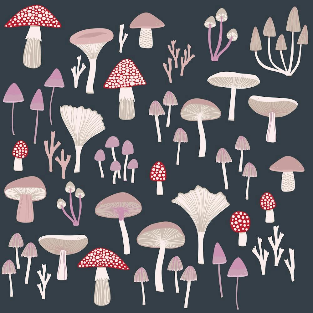 Mushrooms Toadstools And Fungi Dark