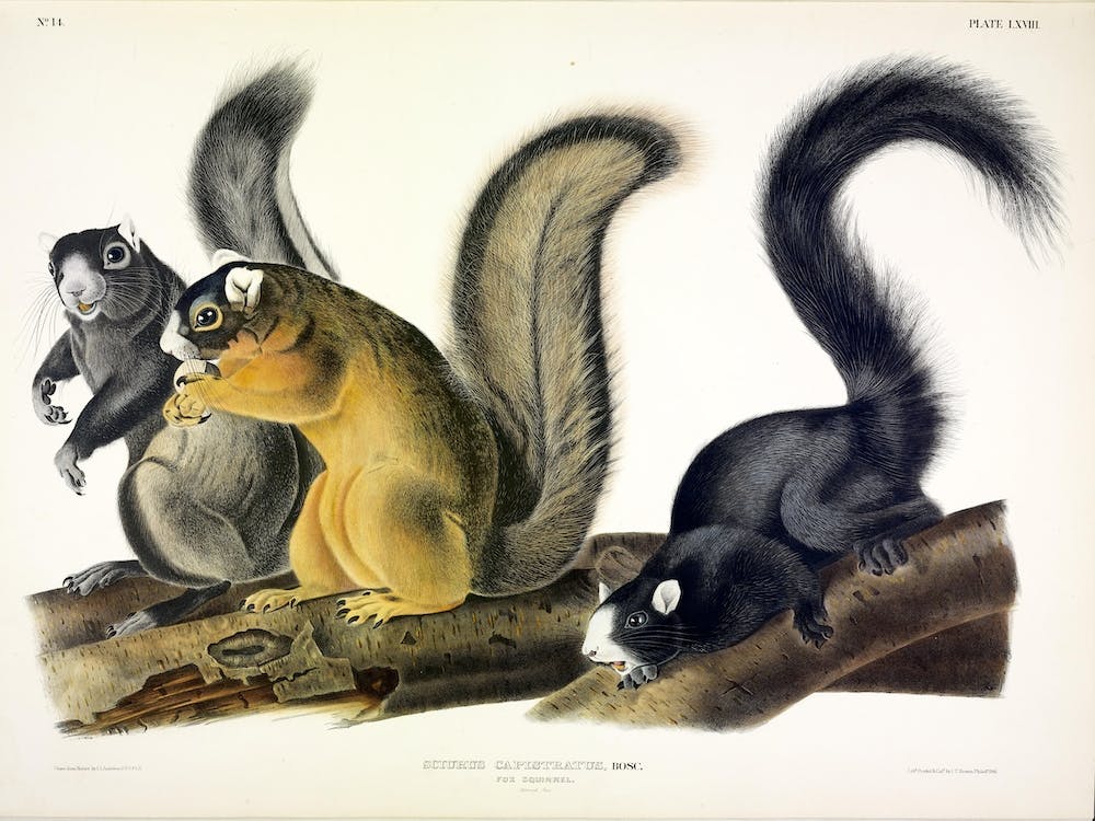 Fox Squirrel, John James Audubon