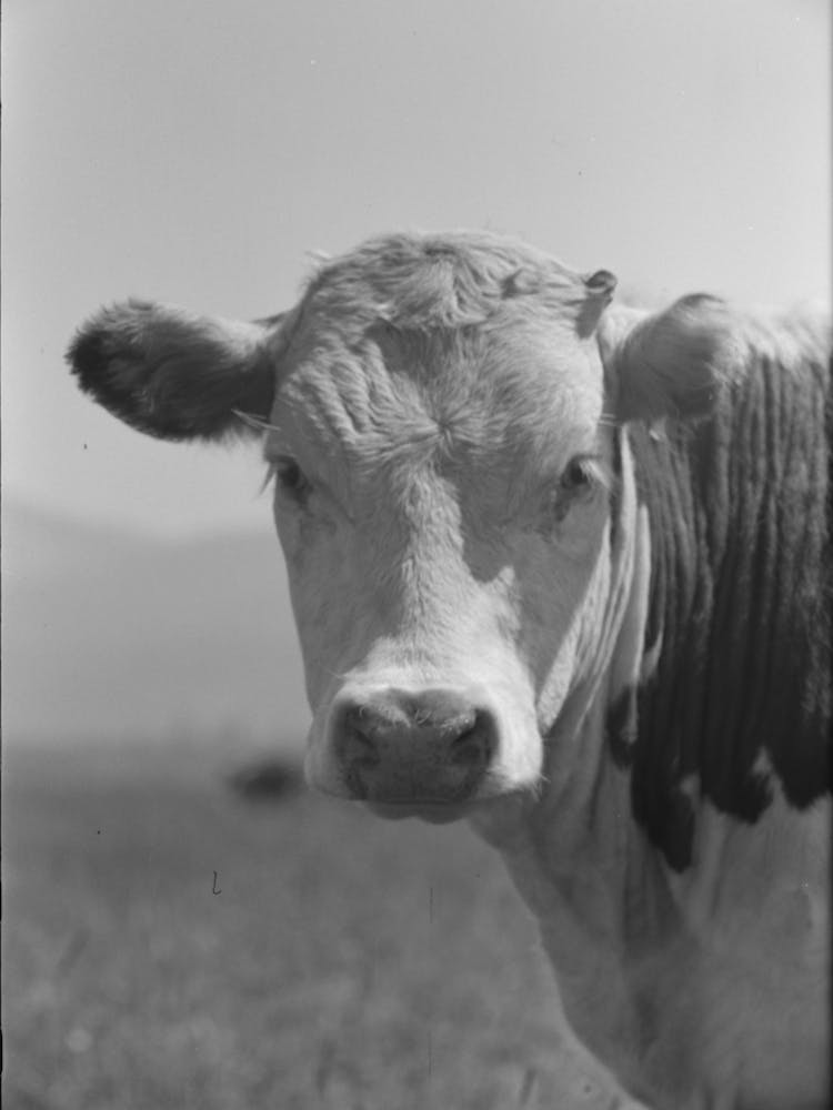 Yearling, Cruzen Ranch, Valley County, Idaho By Russell Lee