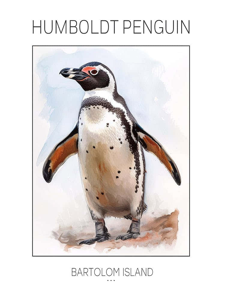 Humboldt Penguin Bartolom Island Watercolour Painting 2 Poster