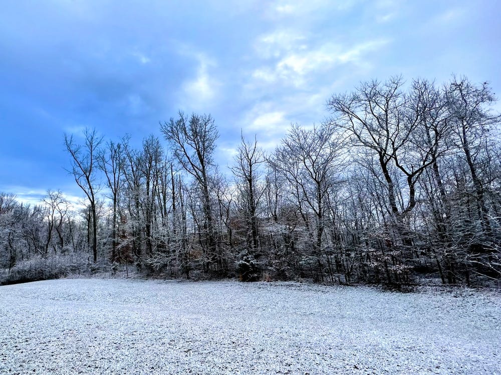 The Snowy Backyard (From Home Series)