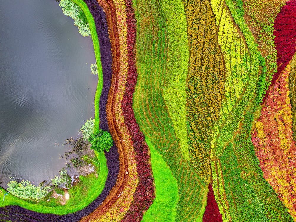 Aerial View Of A Colorful Field