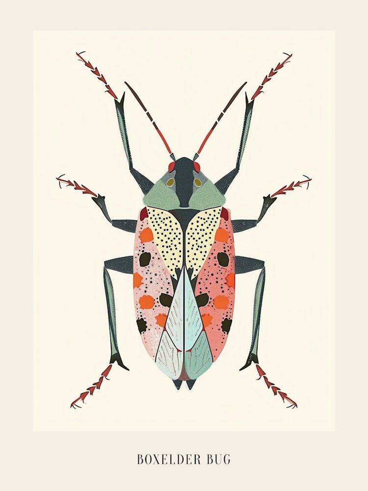 Colourful Insect Illustration Boxelder Bug 9 Poster
