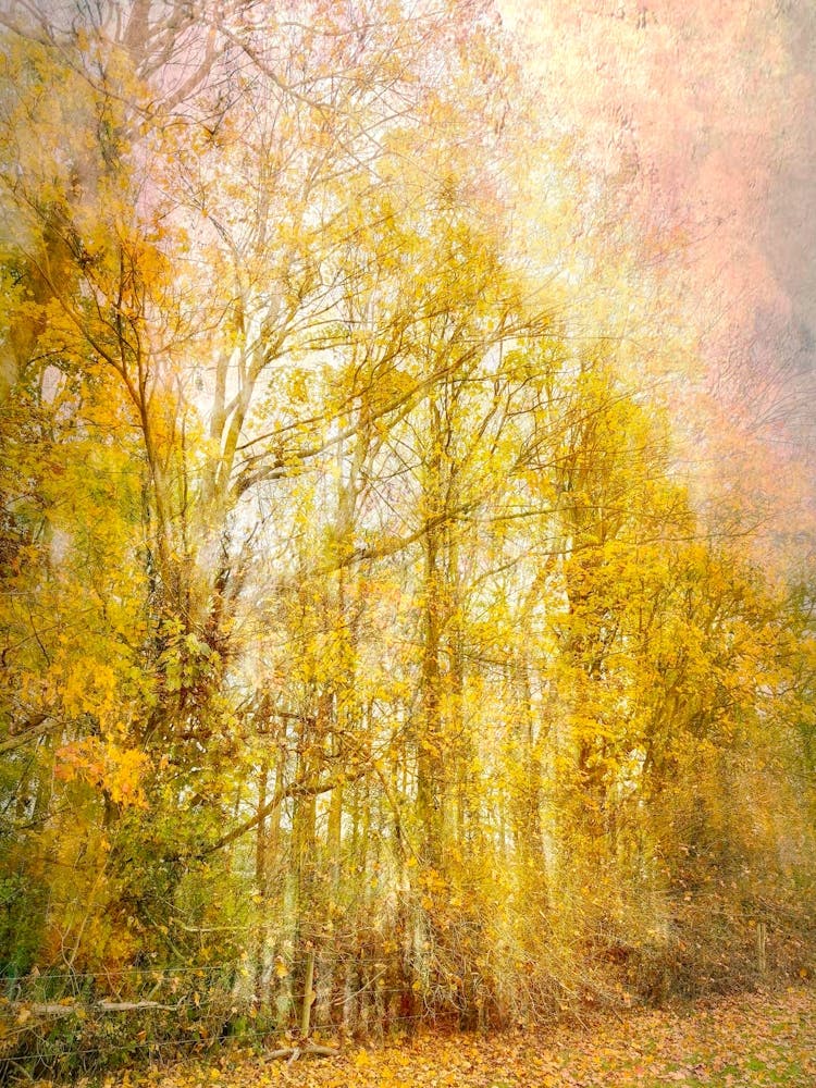 Autumn Copse