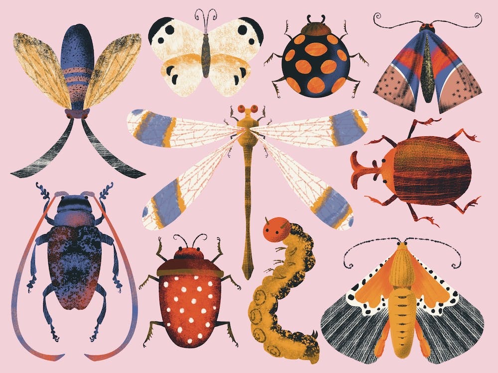 Insects Beatles Butterflies Moss Dragonfly On Pink