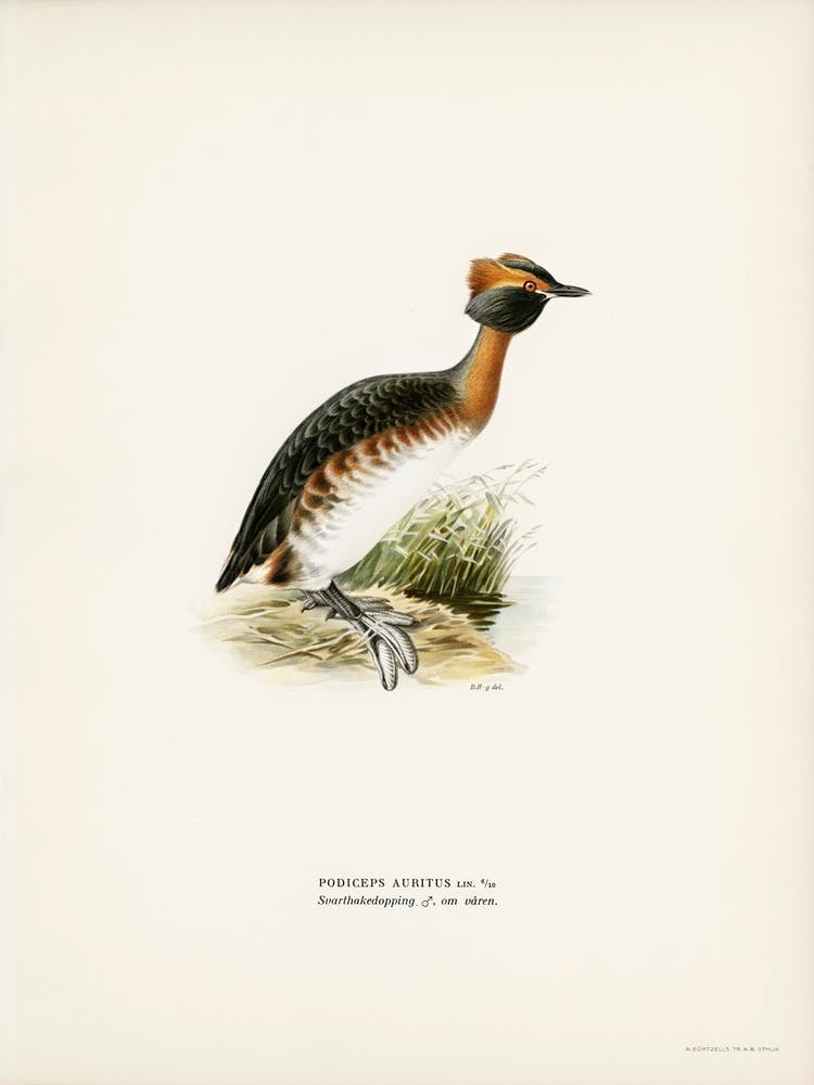 Horned Grebe In Spring, The Von Wright Brothers