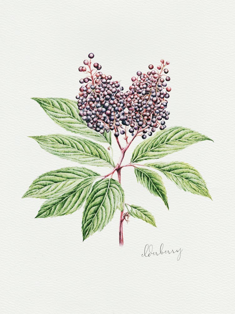 English Hedgerow Elderberry - Textured Botanical Wall Print Set | Floral Collection