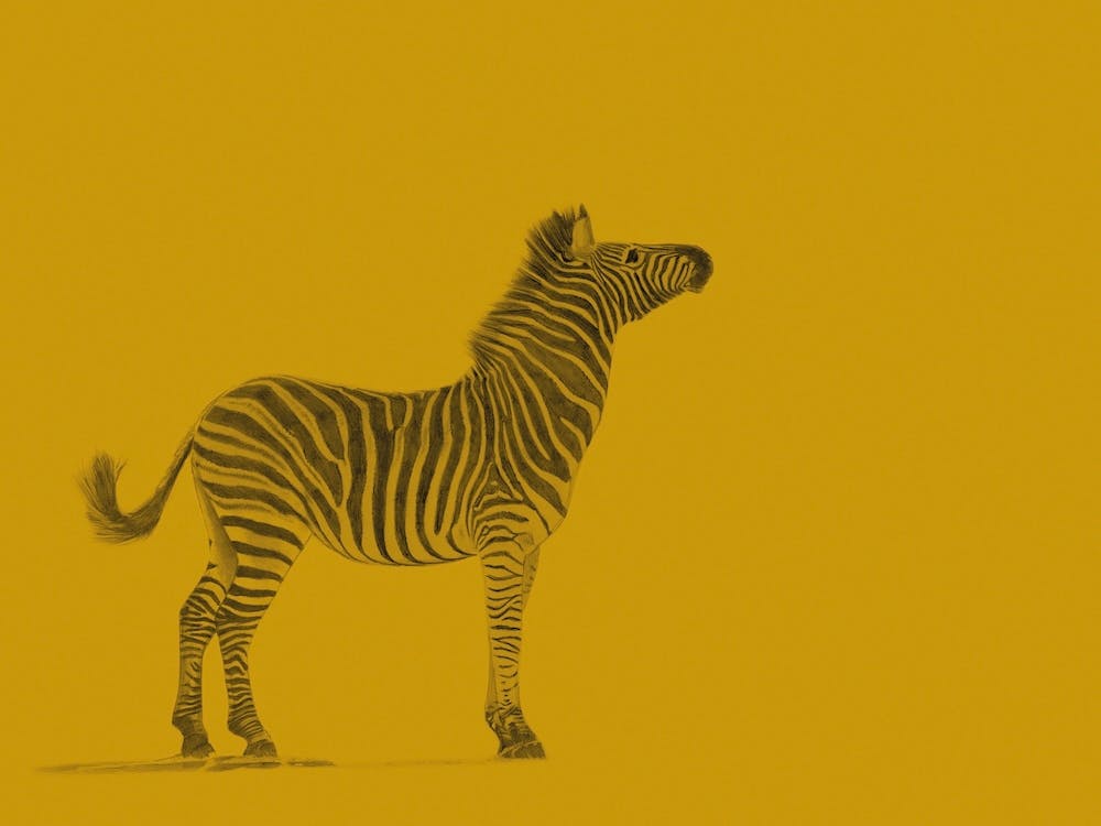 Zebra Yellow Handrawn