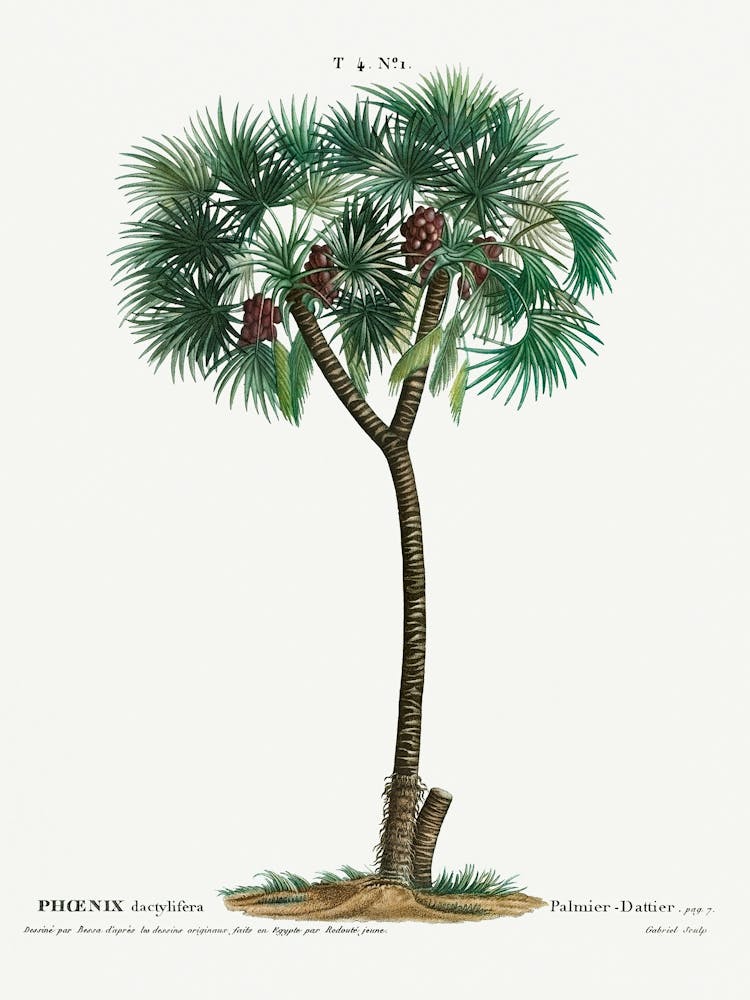 Dattelpalme, Pierre Joseph Redoute (2)