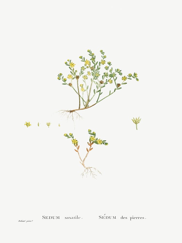 Sedum Saxatile, Pierre Joseph Redoute