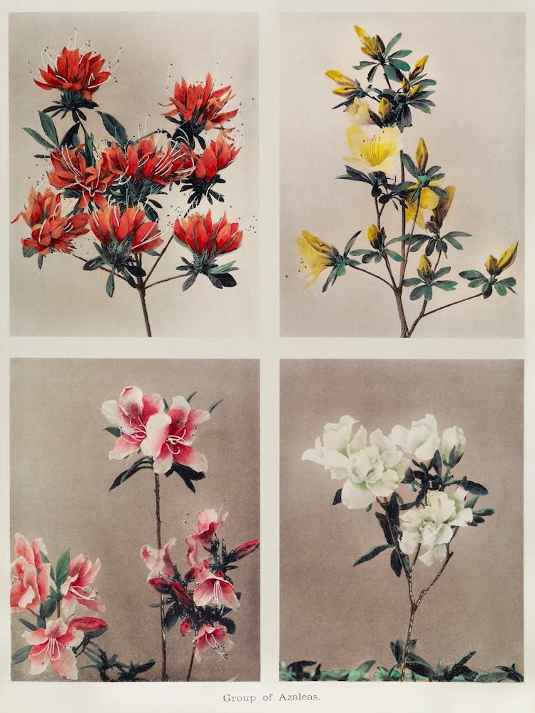 Group Of Azaleas, Hand–Colored Collotype (1896), Kazumasa Ogawa