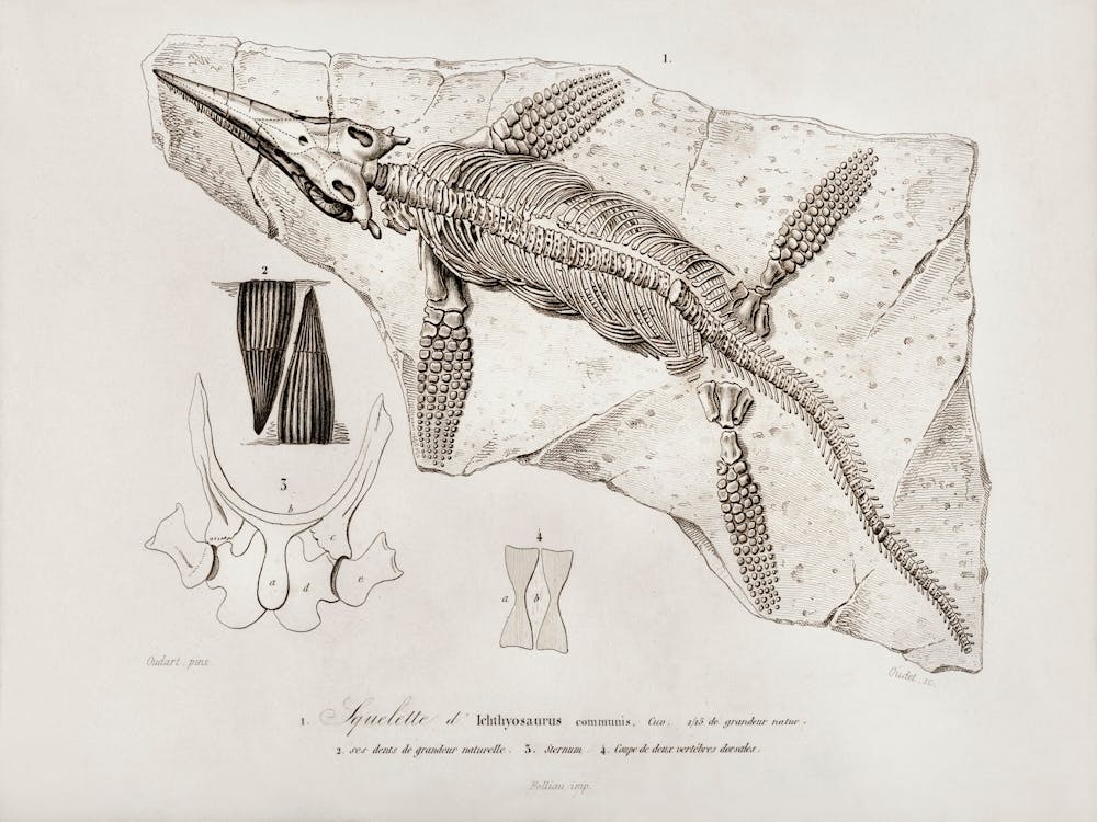 Chthyosaurus, Charles Dessalines D'Orbigny