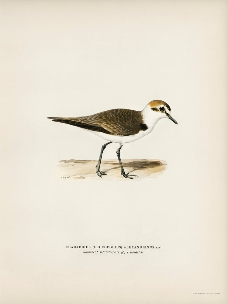 Kentish Plover, The Von Wright Brothers